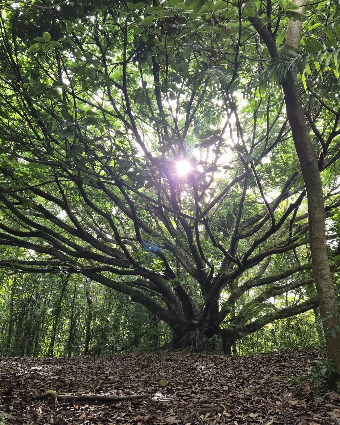 Sunlight breaking through a wide tree canopy in the Puerto Rican forest
