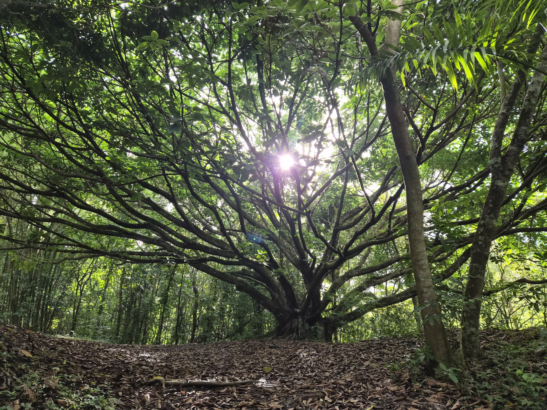 Lush tropical forest in the Puerto Rican countryside