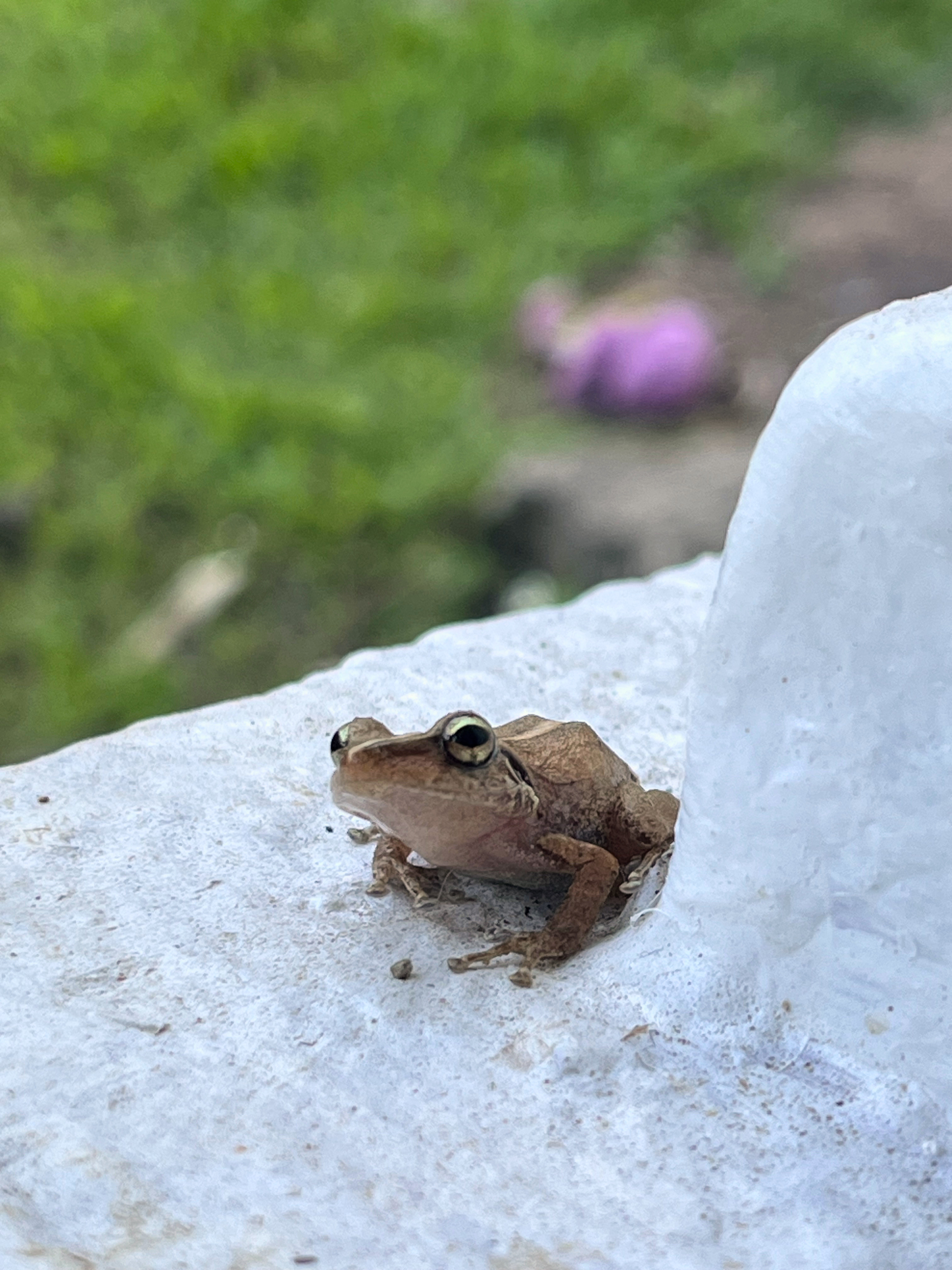 Small frog beside the river in Puerto Rico
